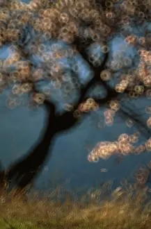 Dulcis: Almond