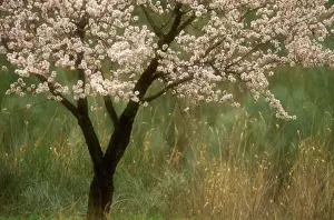 Dulcis: Almond
