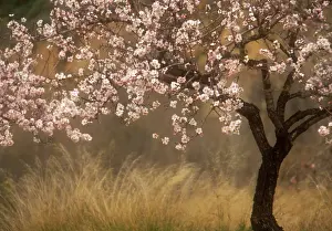 Dulcis: Almond
