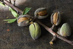Dulcis: Almond