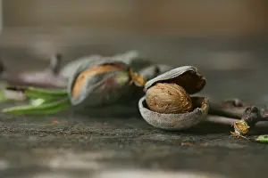 Dulcis: Almond