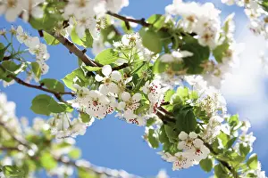 Dulcis: Almond