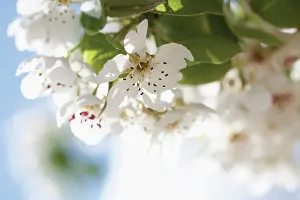 Dulcis: Almond