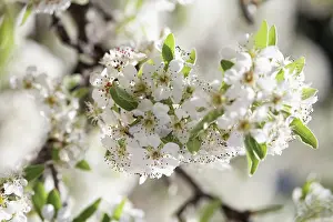 Dulcis: Almond