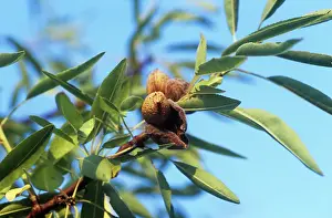 Dulcis: Almond