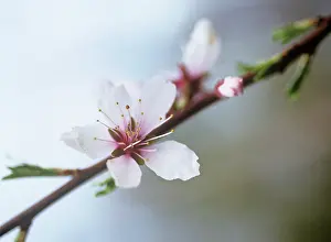 Dulcis: Almond
