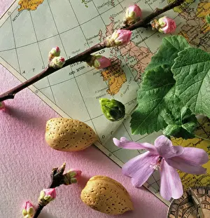 Dulcis: Almond