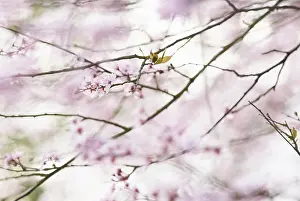 Dulcis: Almond