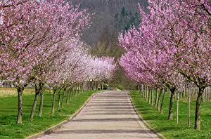 Dulcis: Almond blossom, almond tree (Prunus dulcis), Siebeldingen