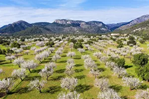Almond: Almond blossom, flowering almond trees, almond plantation