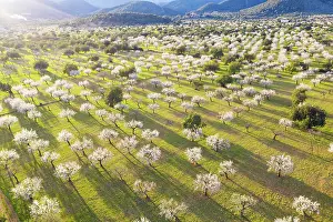 Almond: Almond blossom, flowering almond trees, almond plantation