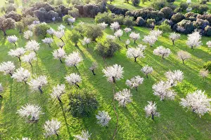 Almond: Almond blossom, flowering almond trees, almond plantation