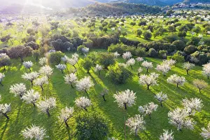 Almond: Almond blossom, flowering almond trees, almond plantation