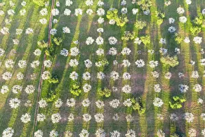 Almond: Almond blossom, flowering almond trees, almond plantation