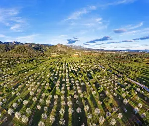 Almond: Almond blossom, flowering almond trees, almond plantation