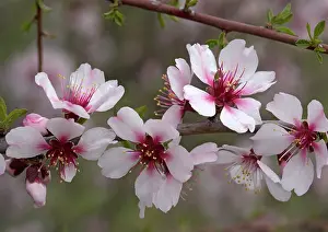 Amygdalus: Almond blossom, in late winter
