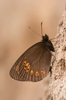 Almond: Almond-eyed Ringlet