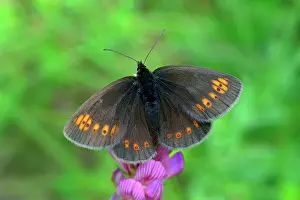 Ringlet: Almond Eyed Ringlet Almond Ringlet