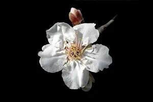 Almonds: Almond flower