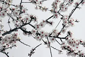 Almonds: Almond flowers
