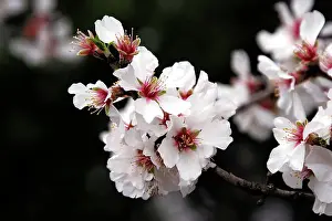 Almonds: Almond flowers