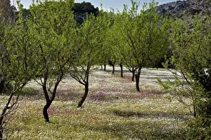 Almonds: Almond Orchard