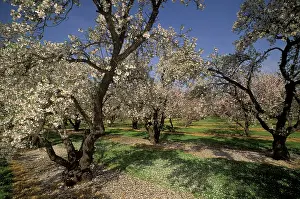 Dulcis: Almond orchard