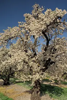 Dulcis: Almond orchard in bloom