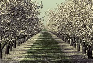 Dulcis: Almond orchard in bloom
