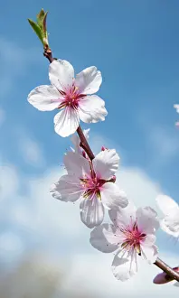 Prunus: Almond, Prunus dulcis blossom, One twig with three