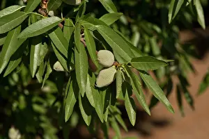 Dulcis: Almond (Prunus dulcis). California, USA