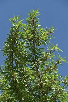 Dulcis: Almond (Prunus dulcis). California, USA