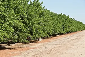 Dulcis: Almond (Prunus dulcis). California, USA
