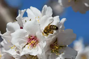 Dulcis: Almond tree in bloom with bee in Venasque - Pronvence