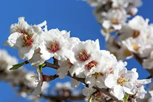 Dulcis: Almond tree in bloom in Venasque - Pronvence - France