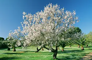 Almonds: ALMOND Tree - in full blossom
