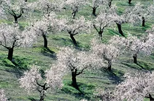 Lines: ALMOND TREE - In full blossom