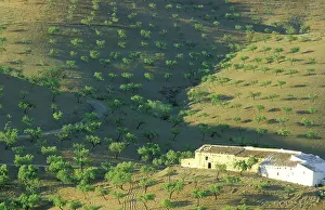 Almonds: Almond Tree - Cultivation; with foliage and fruits