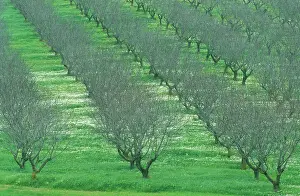 Almonds: Almond Tree - Cultivation; in January without foliage