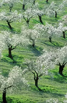 Almonds: Almond Tree - Cultivation near the town of Alhama