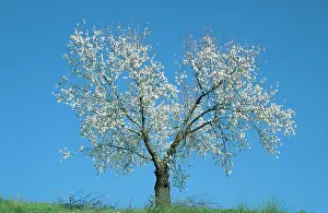 Granada: Almond Tree - in February in full blossom near