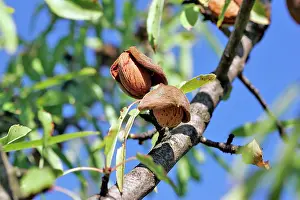 Almonds: Almond tree & fruit