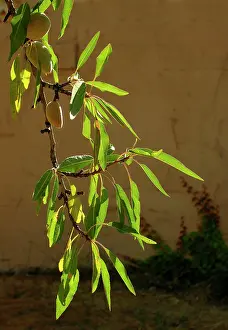 Almonds: Almond tree & fruit in a garden
