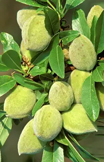Almonds: Almond Tree - Leaves and fruits, in April