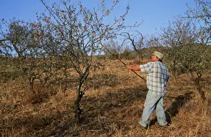 Farmers: ALMOND TREE - man harvesting, Almonds being shaken