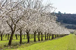 Dulcis: Almond trees in bloom in Venasque - Pronvence -