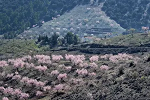 Almond: Several almond trees in blossom on mountain slope