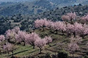 Almond: Several almond trees in blossom on mountain slope