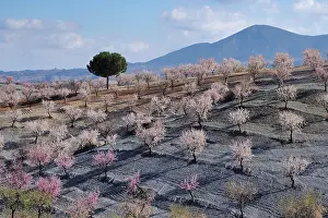 Almond: Several almond trees in blossom on mountain slope