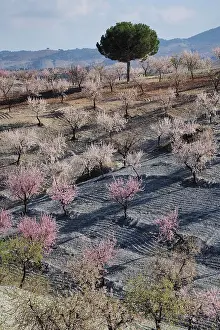 Almond: Several almond trees in blossom on mountain slope
